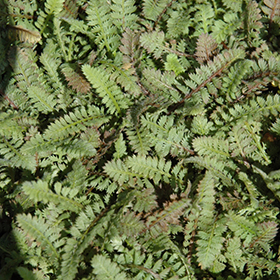 Plant Photo 9