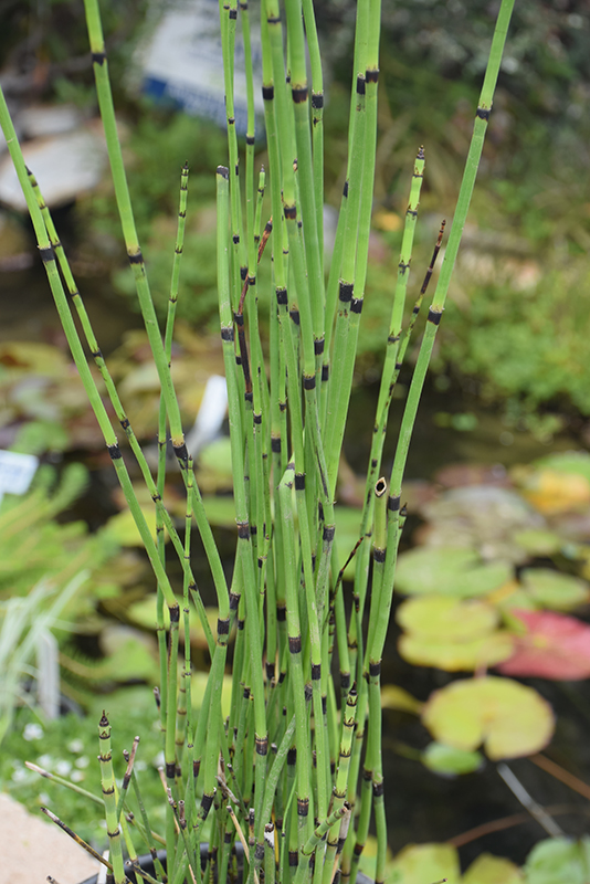 How to Grow and Care for Horsetail