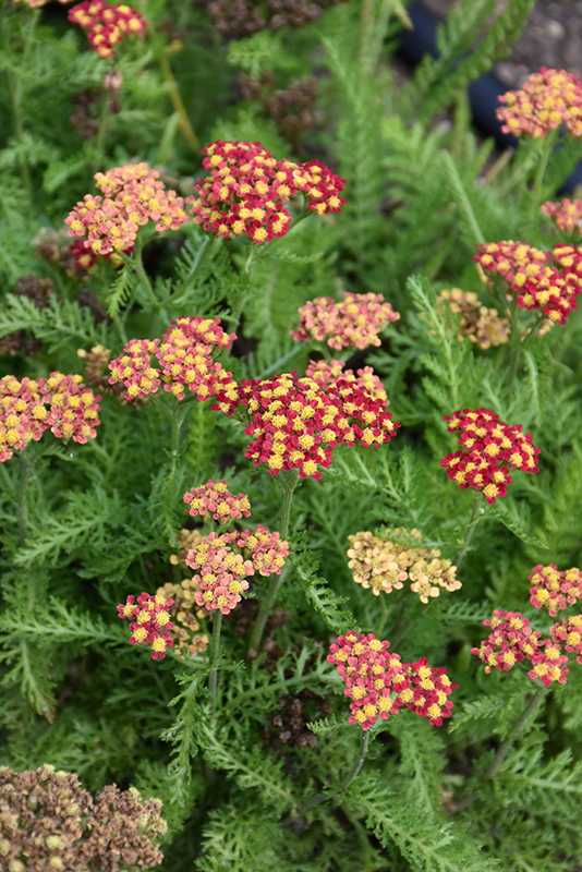 Milly Rock Red Yarrow (Achillea millefolium 'FLORACHRE1') in