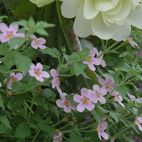 Plant Photo 9