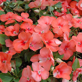Plant Photo 7