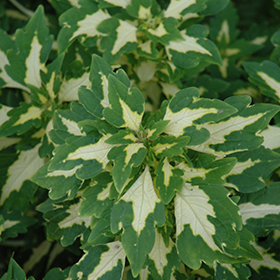 Plant Photo 9