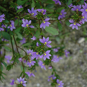 Plant Photo 1