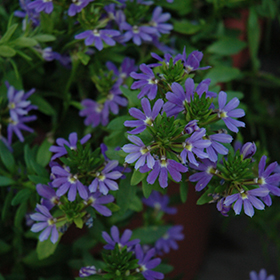 Plant Photo 6