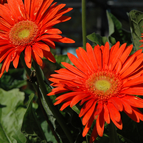 Plant Photo 1