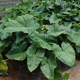 Plant Photo 6