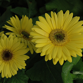 Plant Photo 3