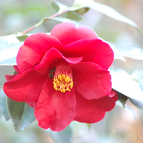 Plant Photo 8