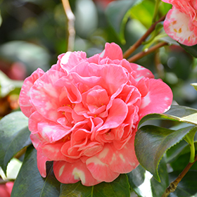 Columbia shop red camellia