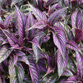 Plant Photo 6