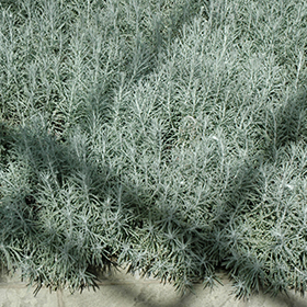 Plant Photo 6