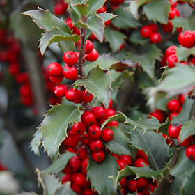 Ilex - Winterberry Holly - Per Stem — Gardens of The Blue Ridge