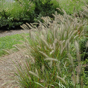 Plant Photo 5