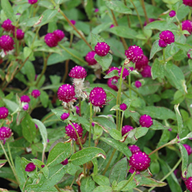 Plant Photo 4