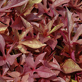 Plant Photo 7