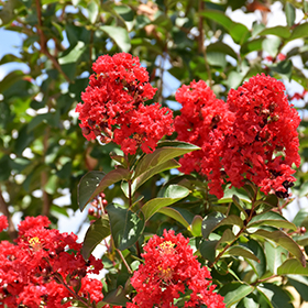 Miss Frances Crapemyrtle (Lagerstroemia 'Miss Frances') in Columbia Spring  Hill Franklin Lewisburg Nashville Tennessee TN at Fernwood Garden Center