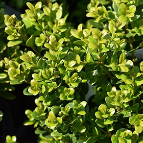 Plant Photo 7