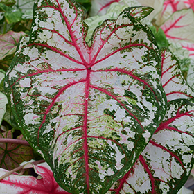 Plant Photo 4