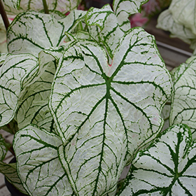 Plant Photo 5
