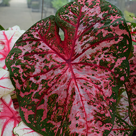 Plant Photo 1
