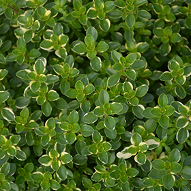 Wild Thyme (Thymus pulegioides)