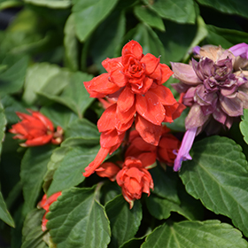 Plant Photo 5