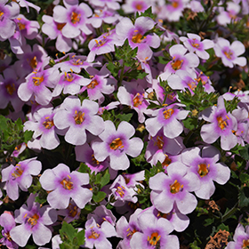 Plant Photo 8