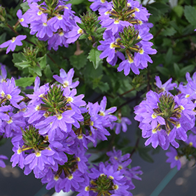Plant Photo 3