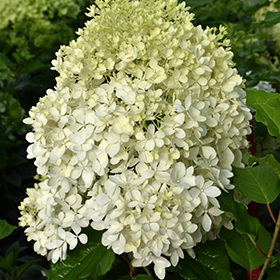 Plant Photo 4
